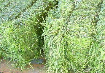 Alfalfa Bales