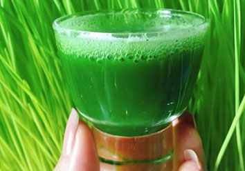 Barley grass juice