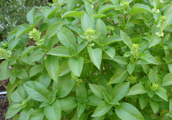 Dry basil leaves