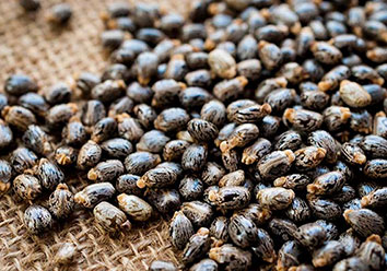 Castor seed