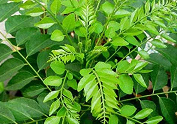 Curry Leaves