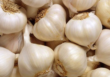 Fresh garlic