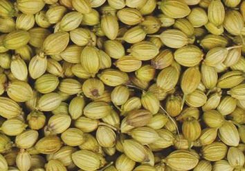 GREENISH YELLOW CORIANDER SEED