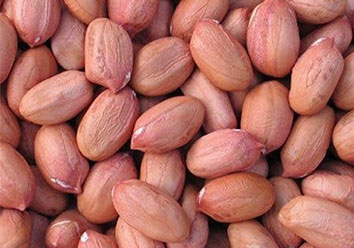 Java peanut