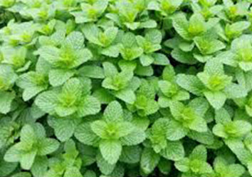 Mint leaves