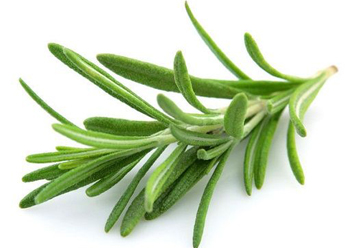 Rosemary Leaves