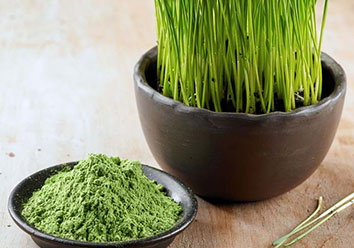 Wheat grass